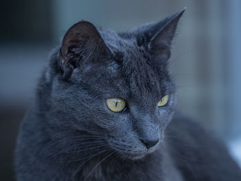 Close-up of a cat looking away