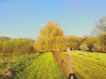 Trees on grassy field against clear blue sky
