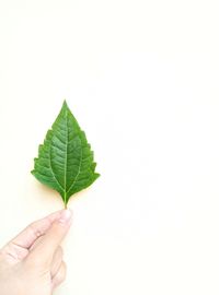 Close-up of hand holding leaves over white background