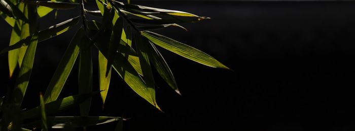 Close-up of fresh green plant against black background