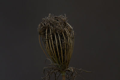 Close-up of wilted plant against black background