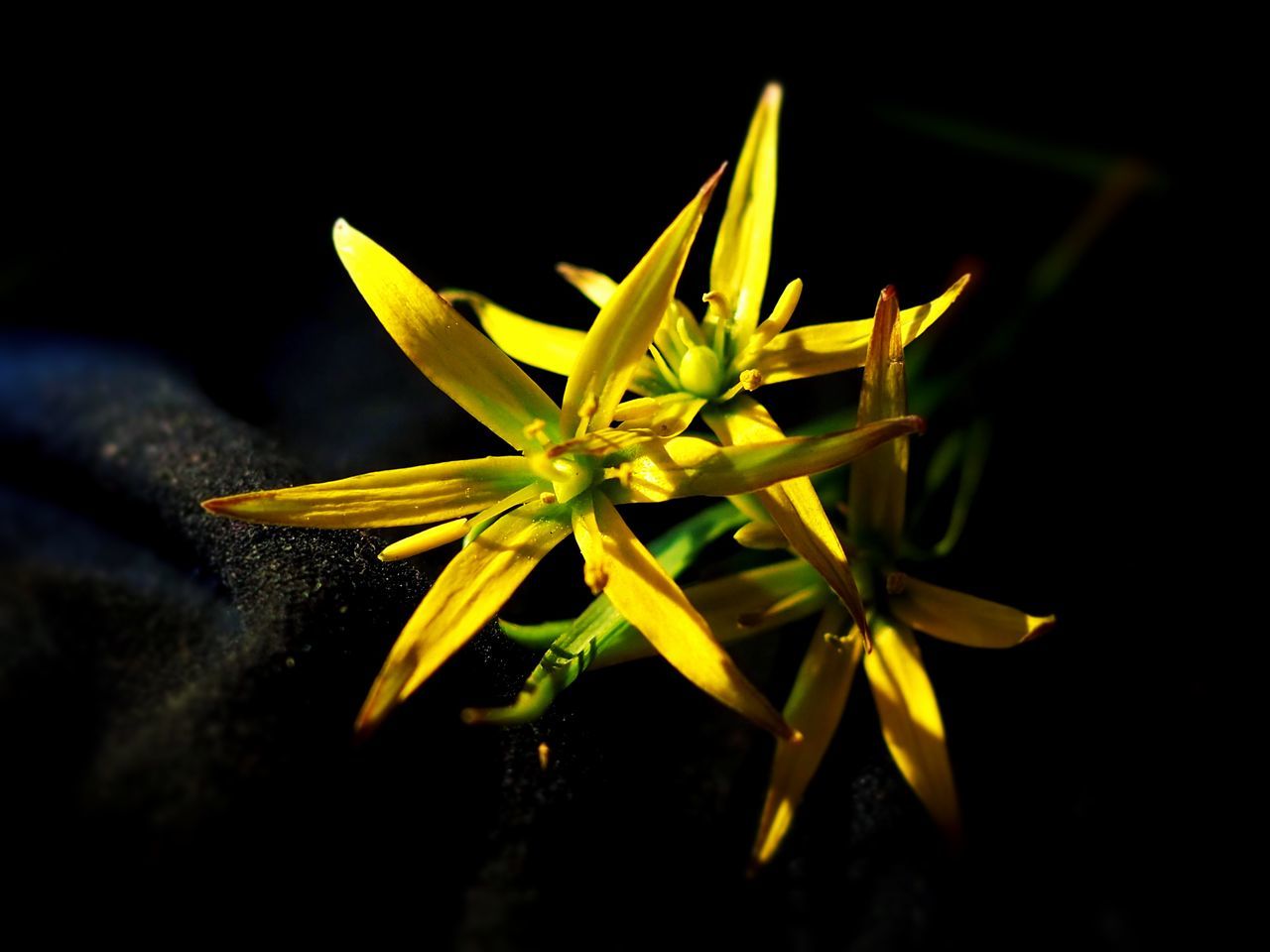 CLOSE-UP OF YELLOW ROSE FLOWER AGAINST BLACK BACKGROUND