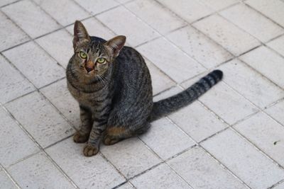 Portrait of cat sitting on tiled floor