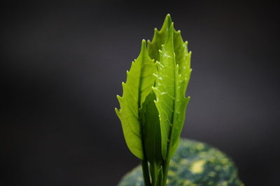 Close-up of plant against black background