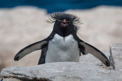 View of an animal on rock