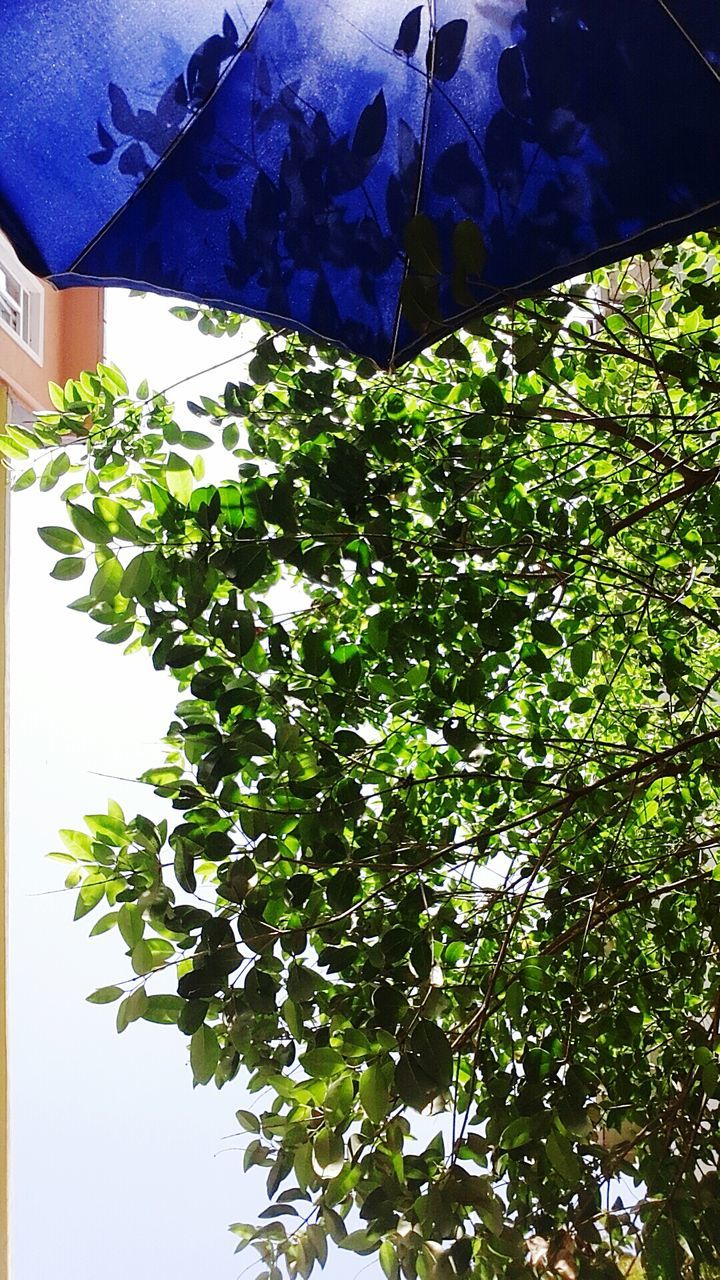 tree, growth, low angle view, leaf, branch, nature, beauty in nature, green color, tranquility, blue, sunlight, day, auto post production filter, no people, outdoors, green, plant, scenics, sky, close-up