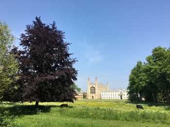 Trees growing on field against sky