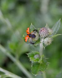 Close-up of ladybug on flower