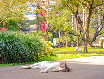 Dog relaxing in a park