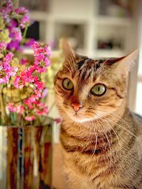 Close-up portrait of a cat