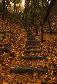 Trees in forest during autumn