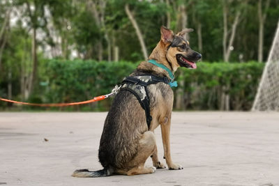 View of dog sitting on land