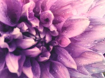 Macro shot of pink flower