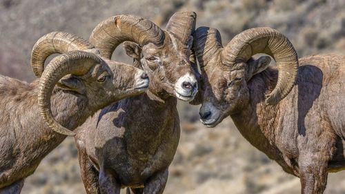 Bighorn sheep on mountain