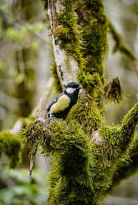 Close-up of bird perching on a tree