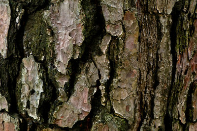 Close-up of a tree trunk