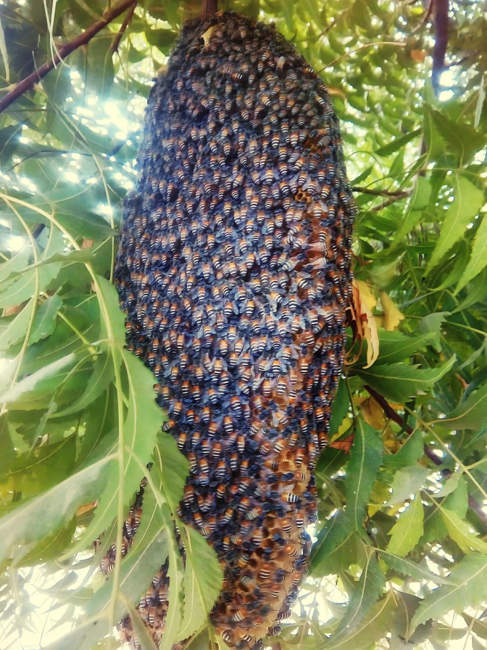 insect, plant, growth, food, bee, nature, animal, no people, food and drink, beehive, healthy eating, close-up, tree, leaf, plant part, honeycomb, wildlife, animal themes, day, animal wildlife, beauty in nature, green, wellbeing, freshness, produce, outdoors, fruit, flower, honey bee