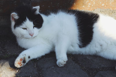 Close-up of a cat looking away