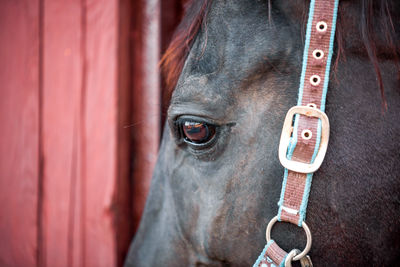 Close-up of horse