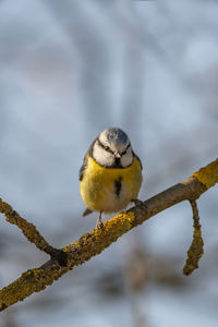 Close-up of bird perching on branch