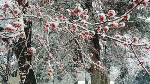 Low angle view of frozen berries on tree during winter