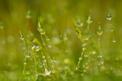 Close-up of water drops on leaves