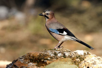 Close-up of bird perching on rock