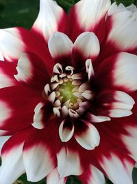Close-up of red dahlia