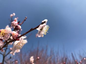 Low angle view of cherry blossoms in spring