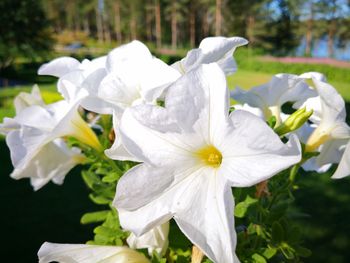 Close-up of white flowering plants