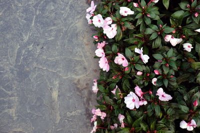 High angle view of pink flowering plant