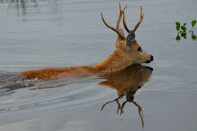 High angle view of stag swimming in lake