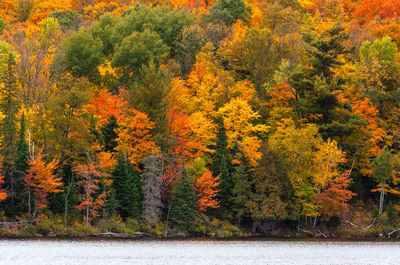 Trees and plants in forest during autumn