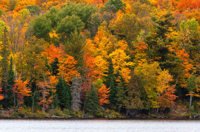 Trees and plants in forest during autumn