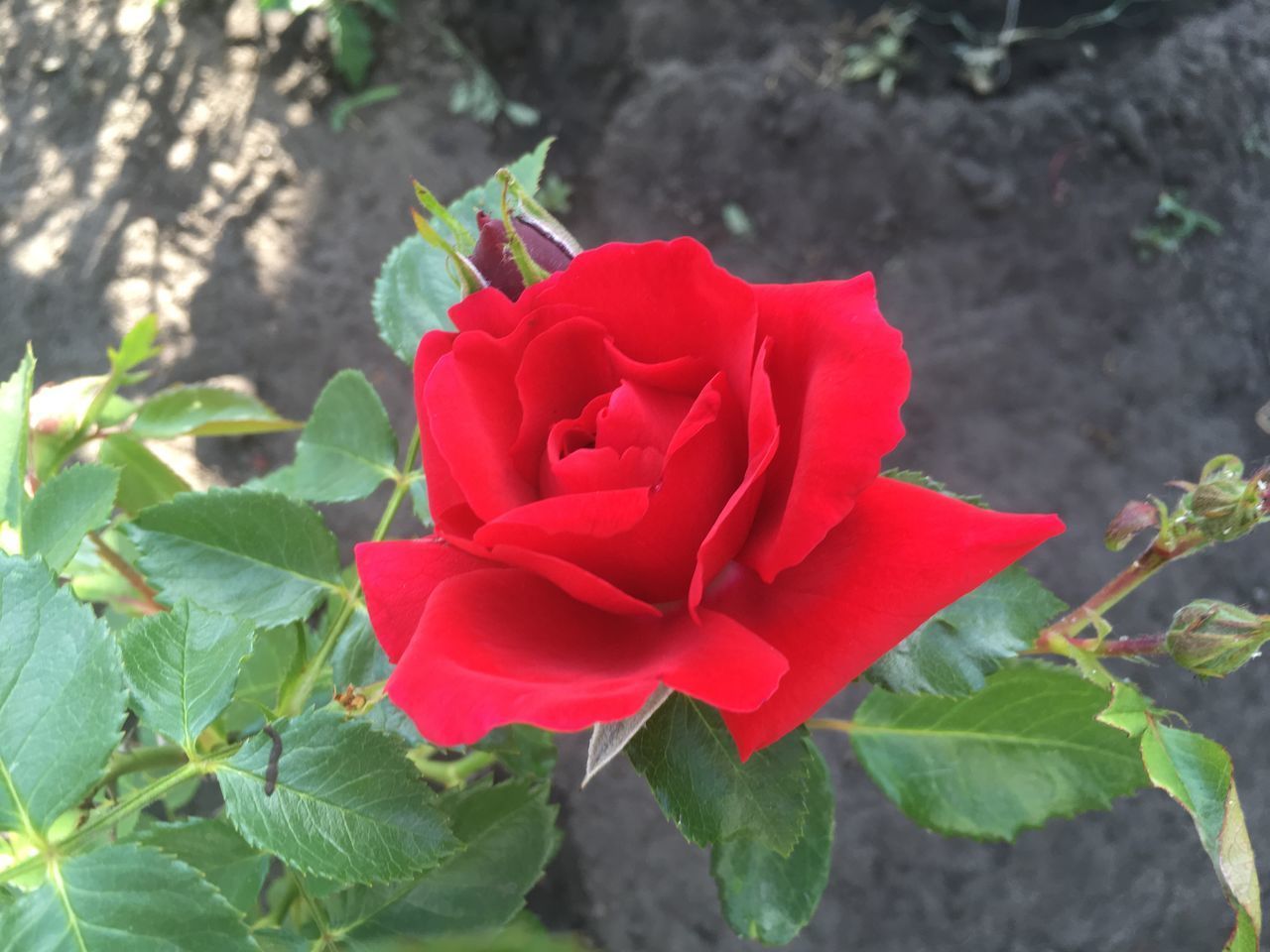 CLOSE-UP OF ROSE PLANT