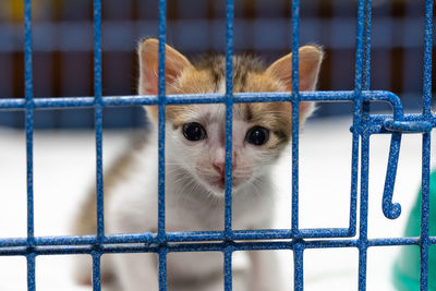 Close-up portrait of a cat in cage