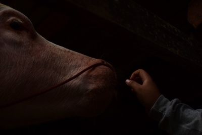 Close-up of hands holding dog at home