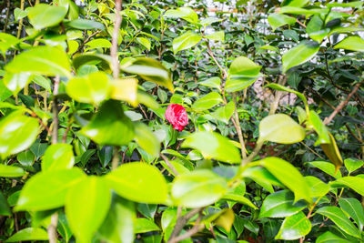 Close-up of red flowering plant