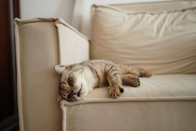 Cat sleeping on bed at home