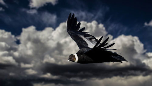 Low angle view of eagle flying against sky