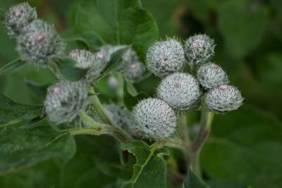 Close-up of flowering plant