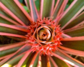 Close-up of succulent plant