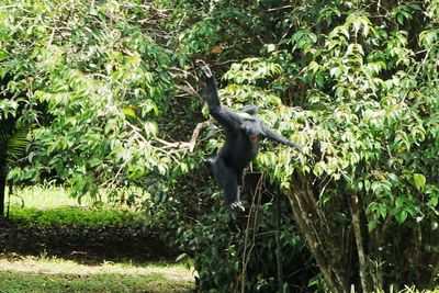 Monkey in a forest