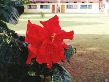 Close-up of red flower