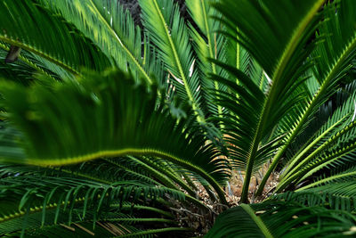 Close-up of palm tree