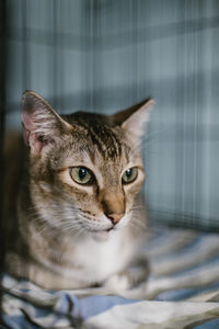 Close-up of cat looking away while resting in cage