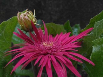 Close-up of pink flower blooming outdoors