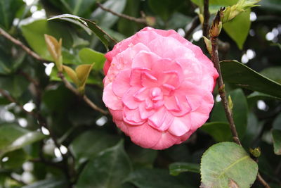 Close-up of pink rose blooming outdoors