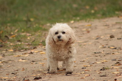 Portrait of dog on field