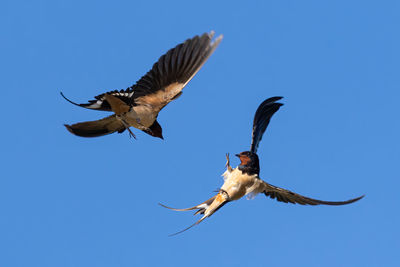 Low angle view of birds flying against blue sky